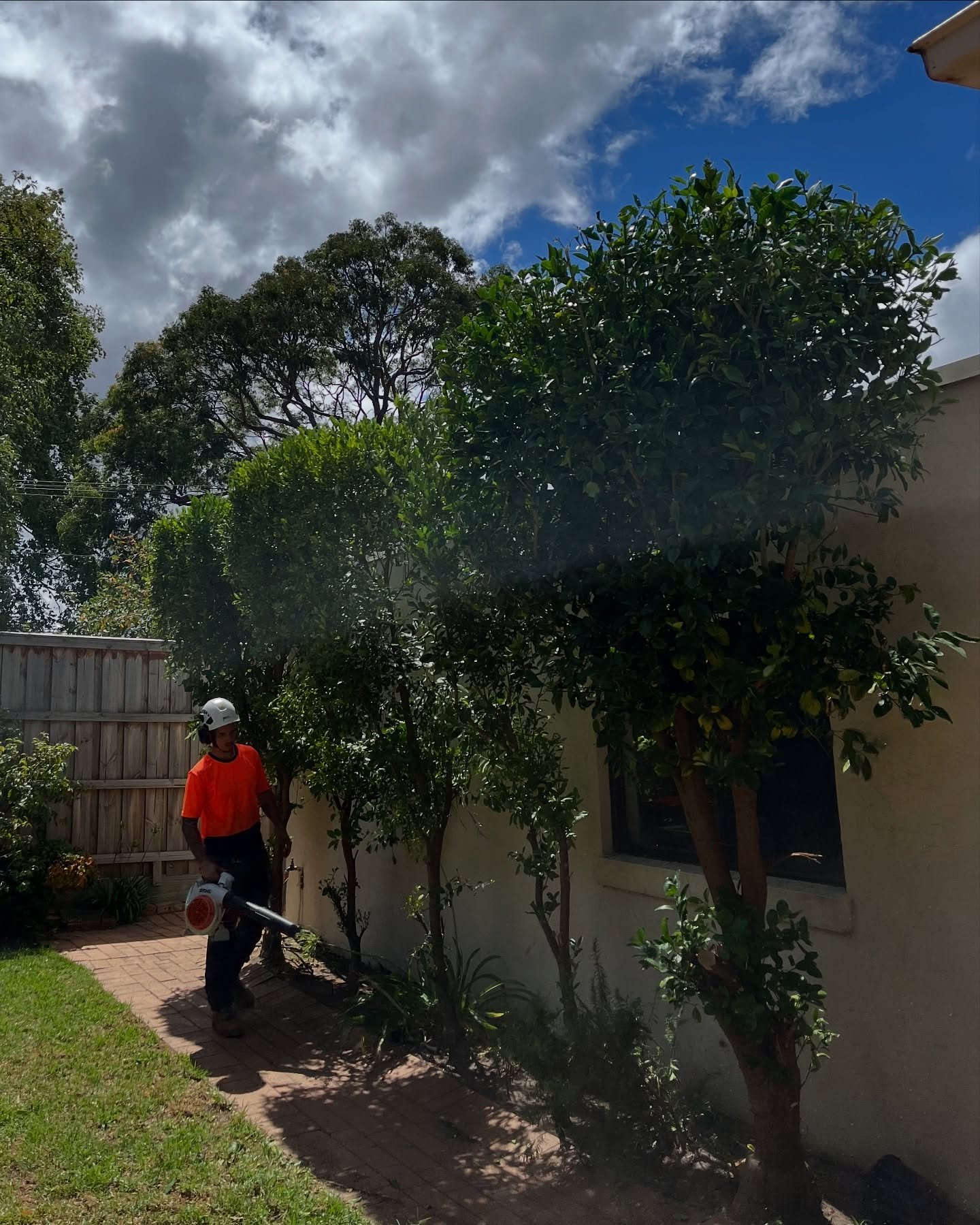 RedGum-tree-service (3)