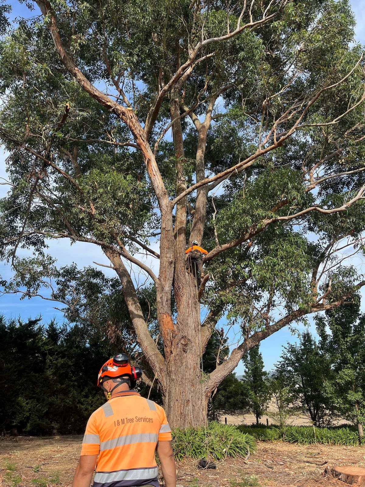RedGum-tree-specialist (2)