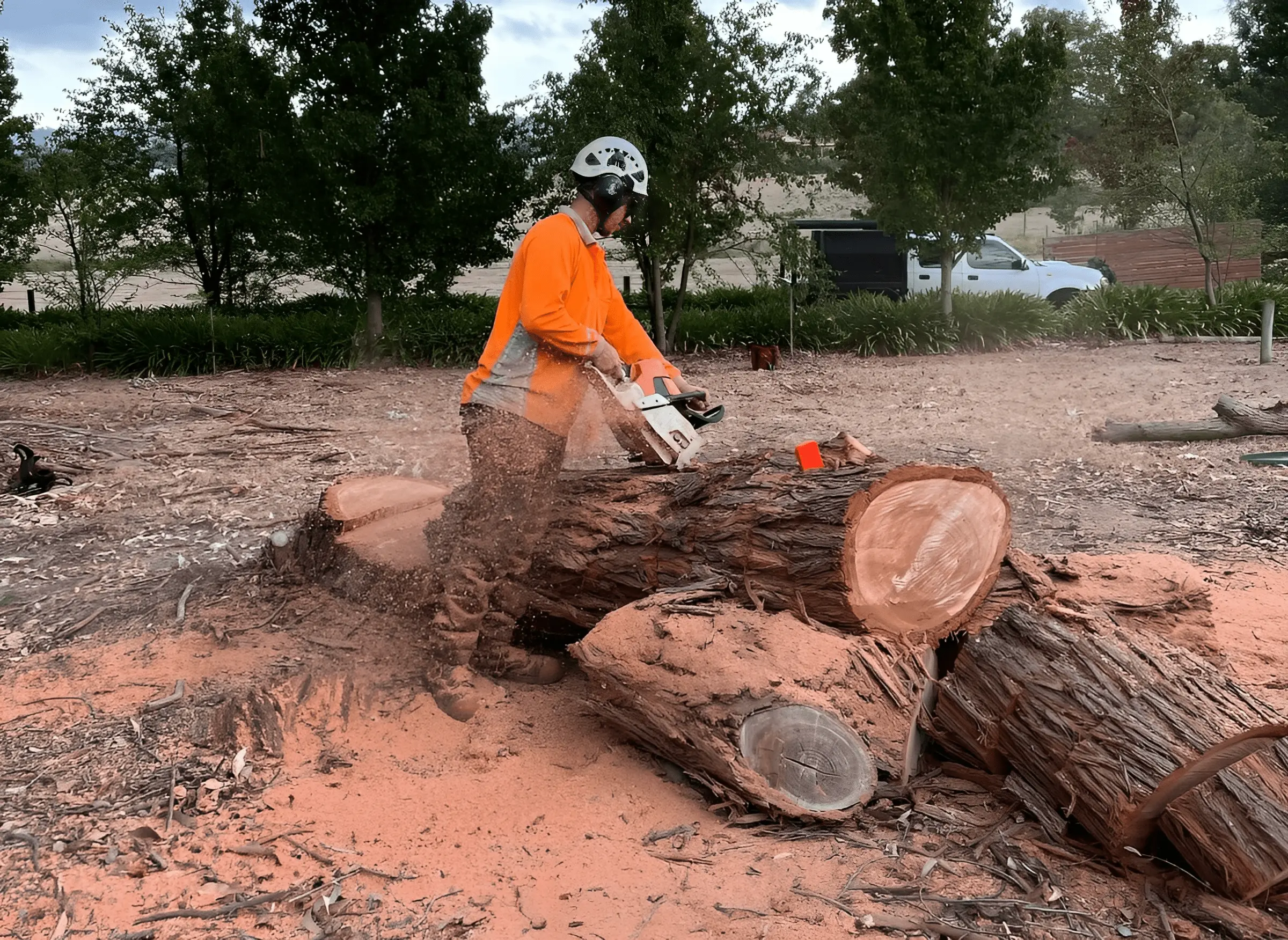 RedGum-tree-specialist (4)-min