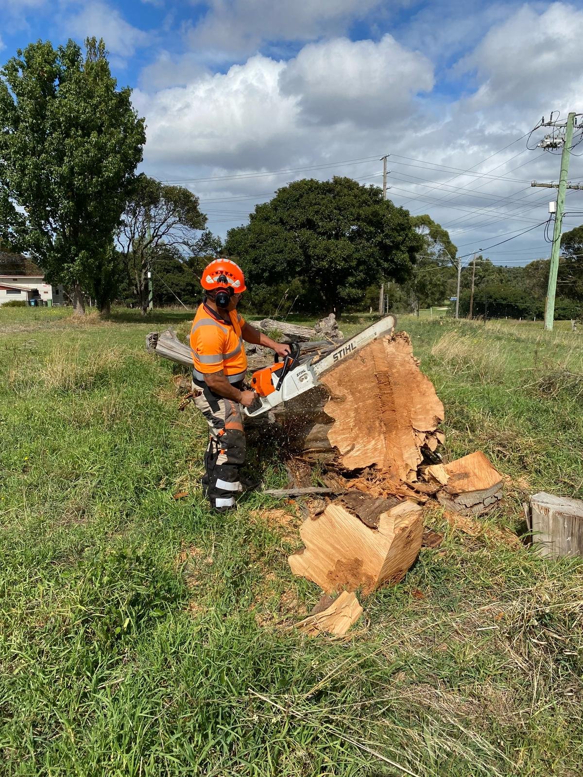 RedGum-tree-specialist (8)